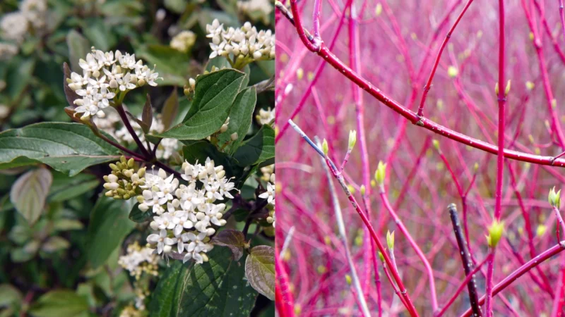 Red Twig Dogwood before and after winter