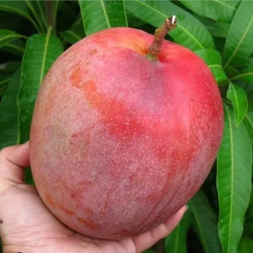 Live Kent Mango Tree Live Plant, Sweet Mango Tree Plant, 9 to 12 Inc Mango Live Plant for Growing Outside