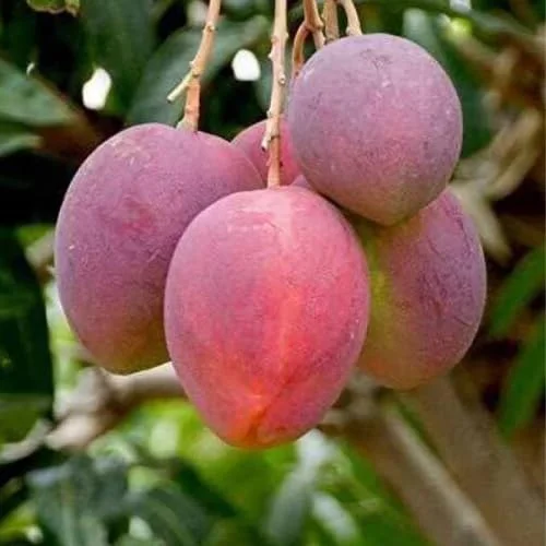 Mango Tree Live Plant, Sweet Mango Tree Plant, 9 to 12 Inc Mango Live Plant for Growing Outside