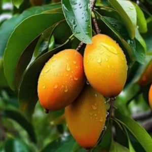 Sweet Mango Tree Live Plant, Live Yellow Mango Tree Plant, 5 to 10 Inc Mango Live Plant for Growing Outside