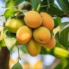 Yellow Sweet Mango Tree Plant, 7 to 10 Inc Mango Tree Live Plant, Live Mango Tree for Planting Outside