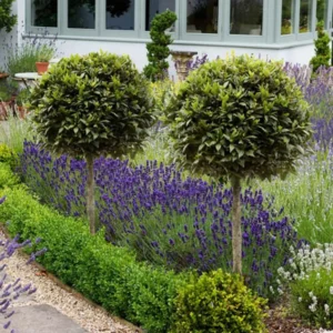 Live Bay Laruel Tree Sweet Bay Laurus Nobilis Plant in 3 Gallon Pot, Bay Leaf Tree, True Laurel for Planting, Size 3 Gallon Pot, No CA, HI, PR, GU, AK