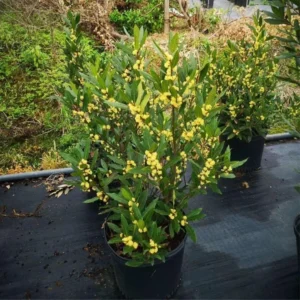 Live Bay Laruel Tree Sweet Bay Laurus Nobilis Plant in 3 Gallon Pot, Bay Leaf Tree, True Laurel for Planting, Size 3 Gallon Pot, No CA, HI, PR, GU, AK