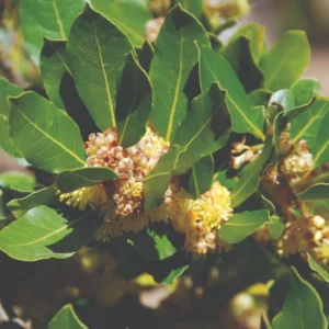 Sweet Bay Laurus Nobilis Plant in 3 Gallon Pot, Bay Laruel Tree Live, Bay Leaf Tree, True Laurel for Planting, Size 3 Gallon Pot, No CA, HI, PR, GU, AK