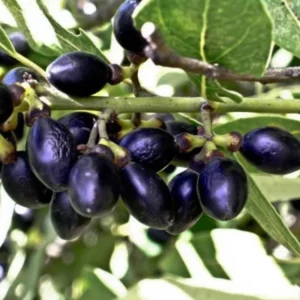 Sweet Bay Laurus Nobilis Plant in 3 Gallon Pot, Bay Laruel Tree Live, Bay Leaf Tree, True Laurel for Planting, Size 3 Gallon Pot, No CA, HI, PR, GU, AK