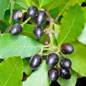 Sweet Bay Laurus Nobilis Plant in 3 Gallon Pot, Bay Laruel Tree Live, Bay Leaf Tree, True Laurel for Planting, Size 3 Gallon Pot, No CA, HI, PR, GU, AK