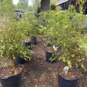 Live Jabuticaba Plant Black Jaboticaba Tree Grafted, 2-3 Feet Tall in Pot, Brazilian Grape Tree for Planting, No CA, HI, PR, GU, AK