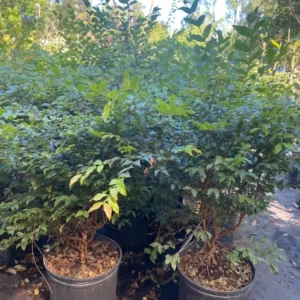 Live Jabuticaba Plant Black Jaboticaba Tree Grafted, 2-3 Feet Tall in Pot, Brazilian Grape Tree for Planting, No CA, HI, PR, GU, AK