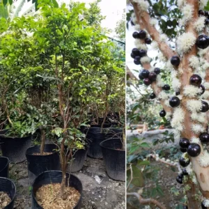 Live Jabuticaba Plant Black Jaboticaba Tree Grafted, 2-3 Feet Tall in Pot, Brazilian Grape Tree for Planting, No CA, HI, PR, GU, AK