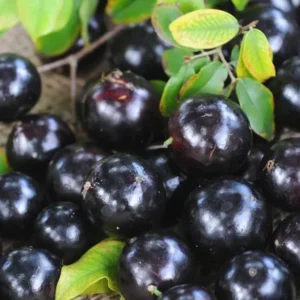Black Jaboticaba Tree Grafted, Live Jabuticaba Plant in Pot, Brazilian Grape Tree for Planting, 1-3 Feet Tall, No CA, HI, PR, GU, AK