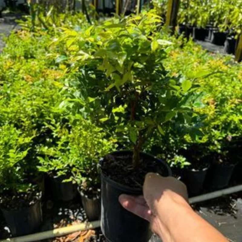 Black Jaboticaba Tree Grafted, Live Jabuticaba Plant in Pot, Brazilian Grape Tree for Planting, 1-3 Feet Tall, No CA, HI, PR, GU, AK