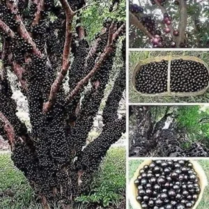 Black Jaboticaba Tree Grafted, Live Jabuticaba Plant in Pot, Brazilian Grape Tree for Planting, 1-3 Feet Tall, No CA, HI, PR, GU, AK