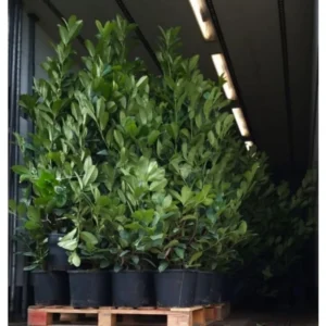 Laurus Nobilis Plant in 3 Gallon Pot, Sweet Bay Laruel Tree, Live Bay Leaf Tree, True Laurel for Planting, Size 3 Gallon Pot, No CA, HI, PR, GU, AK