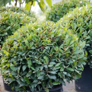Laurus Nobilis Plant in 3 Gallon Pot, Sweet Bay Laruel Tree, Live Bay Leaf Tree, True Laurel for Planting, Size 3 Gallon Pot, No CA, HI, PR, GU, AK