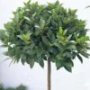 Live Bay Laruel Tree Sweet Bay Laurus Nobilis Plant in 3 Gallon Pot, Bay Leaf Tree, True Laurel for Planting, Size 3 Gallon Pot, No CA, HI, PR, GU, AK