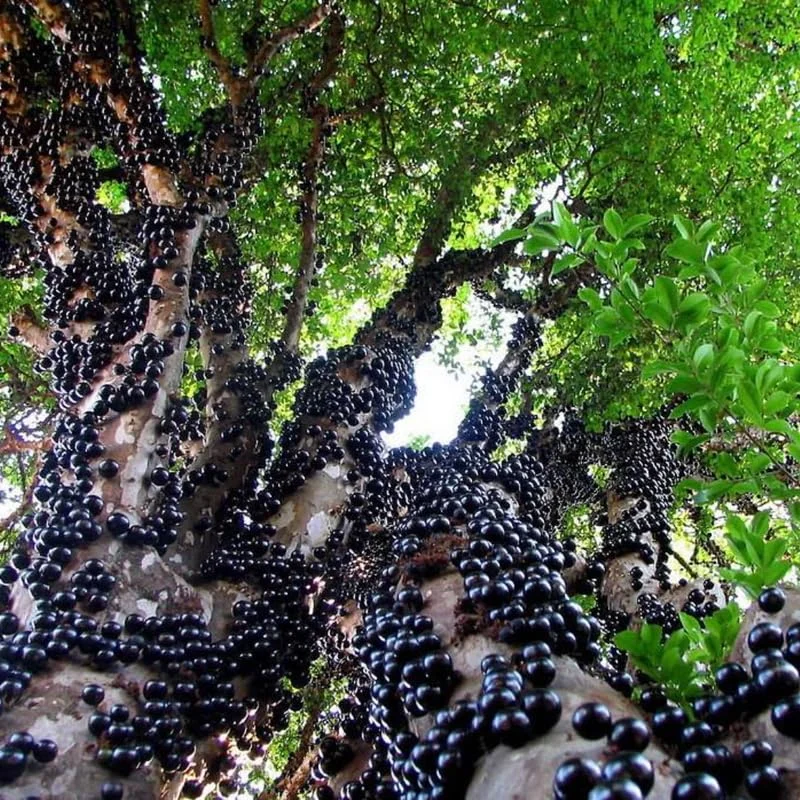 Black Jaboticaba Tree Grafted Plant Live, 1-3 Feet Jabuticaba Plant in Full Pot, Brazilian Grape Tree for Planting, No CA, HI, PR, GU, AK