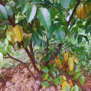 Carambola Starfruit Tree Grafted Live Plant, 2-3 Feet Tall in 3 Gallon Pot, Sweet Star Fruit Tree Plant for Planting, No CA, HI, PR, GU, AK