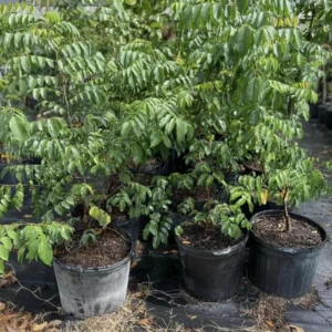 Starfruit Tree Grafted, Live Carambola Tree, 2-3 Feet Tall in 3 Gallon Pot, Sweet Star Fruit Tree Plant for Planting, No CA, HI, PR, GU, AK