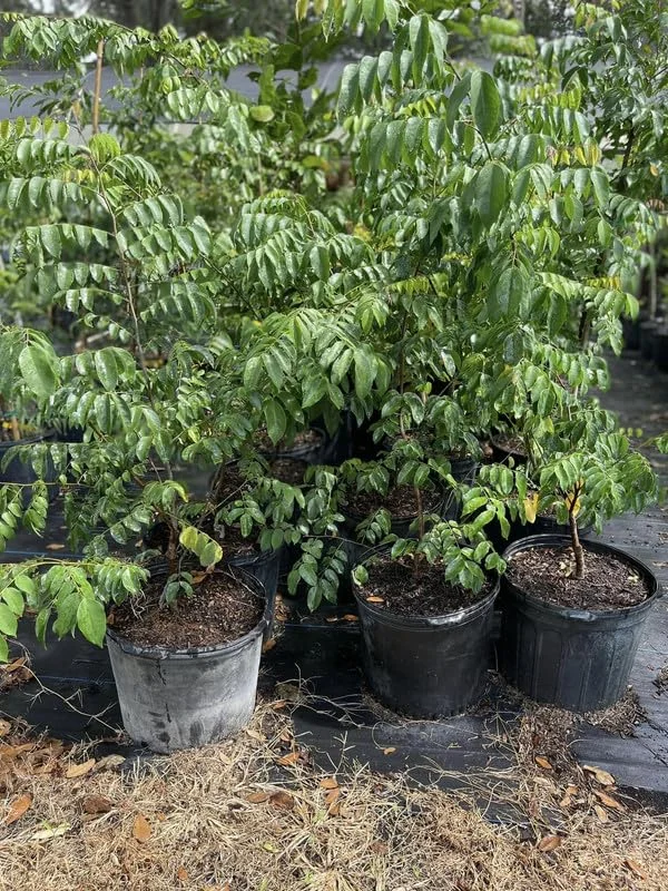 Starfruit Tree Grafted, Live Carambola Tree, 2-3 Feet Tall in 3 Gallon Pot, Sweet Star Fruit Tree Plant for Planting, No CA, HI, PR, GU, AK