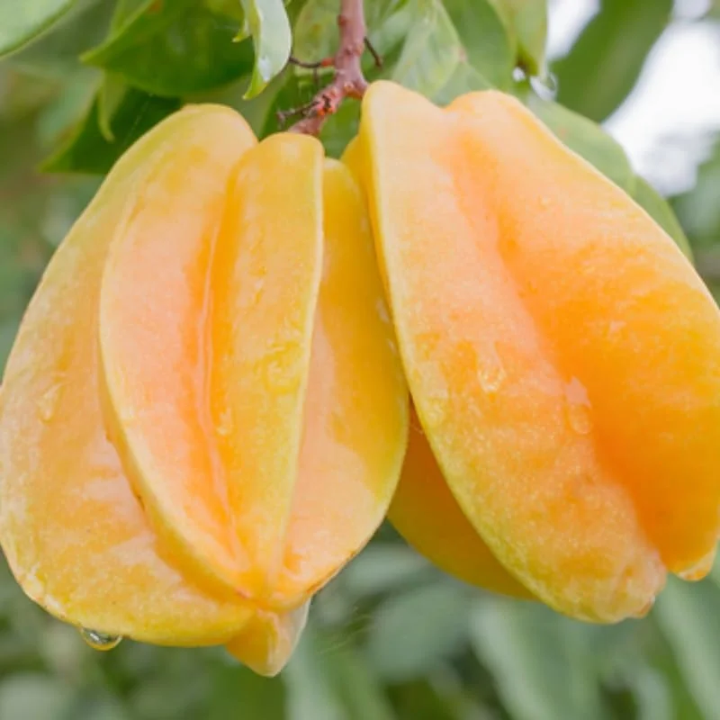 Starfruit Tree Grafted, Live Carambola Tree, 2-3 Feet Tall in 3 Gallon Pot, Sweet Star Fruit Tree Plant for Planting, No CA, HI, PR, GU, AK