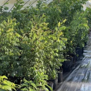 Starfruit Tree Grafted, Live Carambola Tree, 2-3 Feet Tall in 3 Gallon Pot, Sweet Star Fruit Tree Plant for Planting, No CA, HI, PR, GU, AK