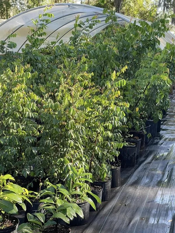 Starfruit Tree Grafted, Live Carambola Tree, 2-3 Feet Tall in 3 Gallon Pot, Sweet Star Fruit Tree Plant for Planting, No CA, HI, PR, GU, AK