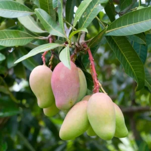 Valencia Pride Mango Tree Live Plant Grafted, 2 to 3 Feet Tall in 3 Gallon Pot, Ready to Bear Fruit in 1 Year, Sweet Mango Tree for Planting, No CA, HI, PR, GU, AK