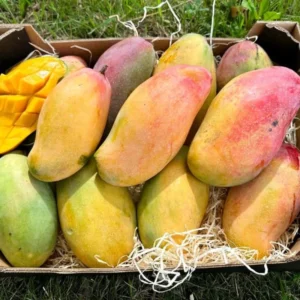 Valencia Pride Mango Tree Live Plant Grafted, 2 to 3 Feet Tall in 3 Gallon Pot, Ready to Bear Fruit in 1 Year, Sweet Mango Tree for Planting, No CA, HI, PR, GU, AK