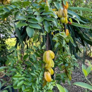 Starfruit Tree Grafted, Live Carambola Tree, 2-3 Feet Tall in 3 Gallon Pot, Sweet Star Fruit Tree Plant for Planting, No CA, HI, PR, GU, AK
