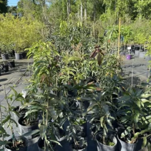 Valencia Pride Mango Tree Live Plant Grafted, 2 to 3 Feet Tall in 3 Gallon Pot, Ready to Bear Fruit in 1 Year, Sweet Mango Tree for Planting, No CA, HI, PR, GU, AK