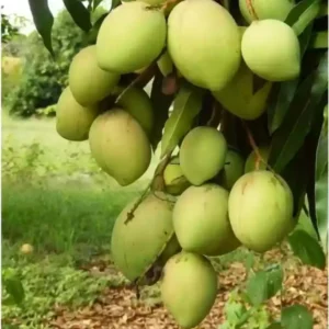 Julie Mango Tree Live Plant Grafted, 2 to 3 Feet Tall in 3 Gallon Pot, Ready to Bear Fruit in 1 Year, Sweet Mango Tree for Planting, No CA, HI, PR, GU, AK
