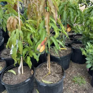 Julie Mango Tree Live Plant Grafted, 2 to 3 Feet Tall in 3 Gallon Pot, Ready to Bear Fruit in 1 Year, Sweet Mango Tree for Planting, No CA, HI, PR, GU, AK