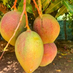 Valencia Pride Mango Tree Live Plant Grafted, 2 to 3 Feet Tall in 3 Gallon Pot, Ready to Bear Fruit in 1 Year, Sweet Mango Tree for Planting, No CA, HI, PR, GU, AK