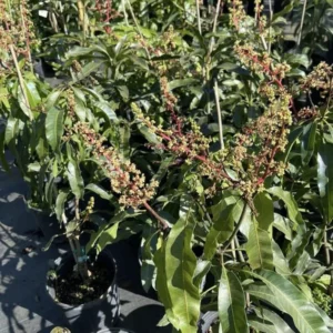 Grafted Mango Tree Plant, Live Valencia Pride Mango Tree Well Rooted, 2-3 Feet in 3 Gallon Pot, Sweet Mango Tree for Planting, No CA, HI, PR, GU, AK