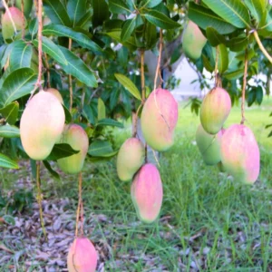 Grafted Mango Tree Plant, Live Valencia Pride Mango Tree Well Rooted, 2-3 Feet in 3 Gallon Pot, Sweet Mango Tree for Planting, No CA, HI, PR, GU, AK