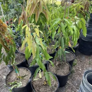 Big Sweet Mango Tree Live Plant Grafted, 2 to 3 Feet Tall in 3 Gallon Pot, Ready to Bear Fruit in 1 Year, Large Sweet Mango Tree for Planting, No CA, HI, PR, GU, AK