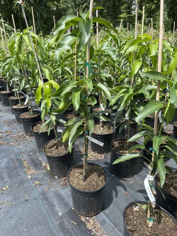 Big Thai Mango Tree Live Plant Grafted, 2 to 3 Feet Tall in 3 Gallon Pot, Ready to Bear Fruit in 1 Year, Large Sweet Mango Tree for Planting, No CA, HI, PR, GU, AK
