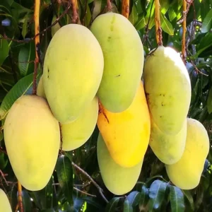 Big Valencia Pride Mango Tree Live Plant Grafted, 2 to 3 Feet Tall in 3 Gallon Pot, Ready to Bear Fruit in 1 Year, Large Sweet Mango Tree for Planting, No CA, HI, PR, GU, AK