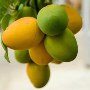 Thai Mango Tree Live Plant Grafted, 2 to 3 Feet Tall in 3 Gallon Pot, Ready to Bear Fruit in 1 Year, Sweet Mango Tree for Planting, No CA, HI, PR, GU, AK