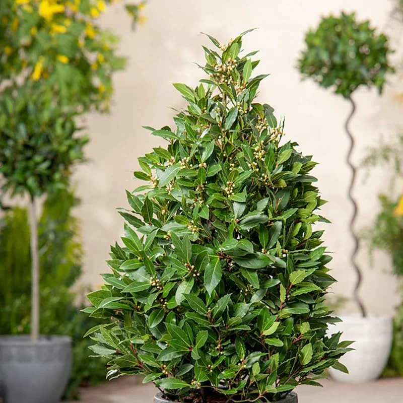 Bay Leaf Tree for Growing Laurus Nobilis Bay Leaf Trees Indoors And Outdoors from 4 Inc In Tall