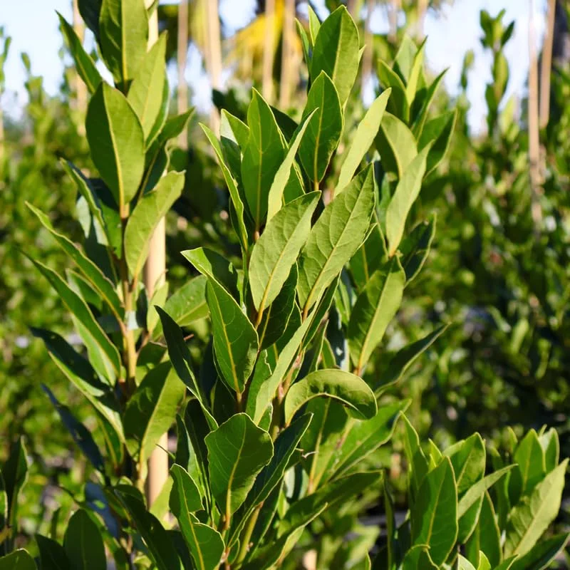Bay Leaf Tree for Growing Laurus Nobilis Bay Leaf Trees Indoors And Outdoors from 4 Inc In Tall