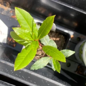 Bay Leaf Plant, Sweet Laurel Bay Leaf Tree, Bay Leaf Tree, Laurus Nobilis Live Plant from 4 Inc In Tall