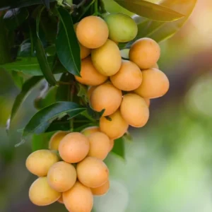 Grafted Mango Tree Plant, Live Thai Mango Tree Well Rooted, 2-3 Feet in 3 Gallon Pot, Sweet Mango Tree for Planting, No CA, HI, PR, GU, AK