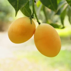 Grafted Mango Tree Plant, Live Sweet Mango Tree Well Rooted, 2-3 Feet in 3 Gallon Pot, Sweet Mango Tree for Planting, No CA, HI, PR, GU, AK