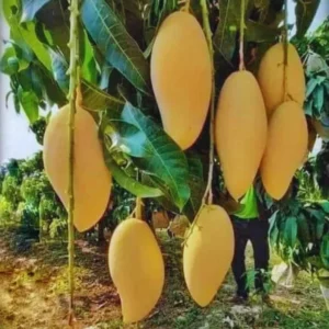Sweet Mango Tree Live Plant Grafted, 2 to 3 Feet Tall in 3 Gallon Pot, Ready to Bear Fruit in 1 Year, Sweet Mango Tree for Planting, No CA, HI, PR, GU, AK
