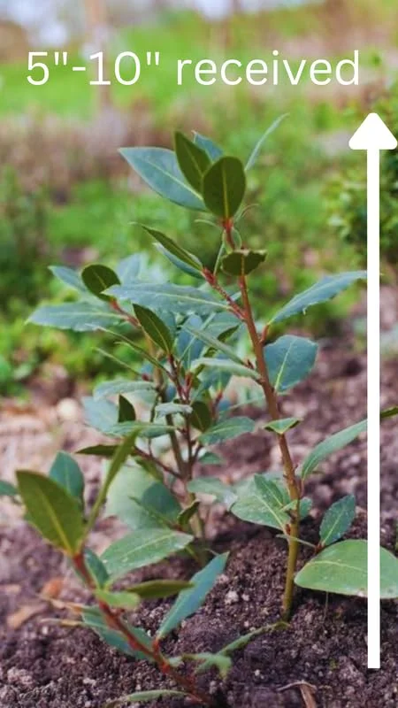 Laurus Nobilis Live Plants, Bay Leaf Plants, Set 3 Sweet Laurel Bay Leaf Trees, Sweet Bay Laurel Live Plants from 4 to 9 Inc In Tall