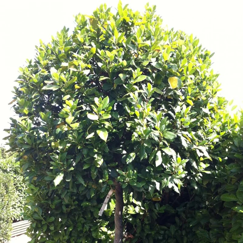 Set 2 Laurus Nobilis Leaf Plants, Laurus Nobilis Plants, Laurus Nobilis Bay Leaf Tree, Bayleaf Plant, Bay Leaf Plant, Bay Leaf Tree Live Plant from 4 Inc In Tall