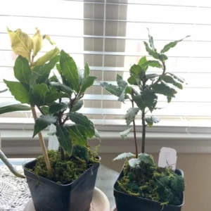 Set 2 Laurus Nobilis Leaf Plants, Laurus Nobilis Plants, Laurus Nobilis Bay Leaf Tree, Bayleaf Plant, Bay Leaf Plant, Bay Leaf Tree Live Plant from 4 Inc In Tall