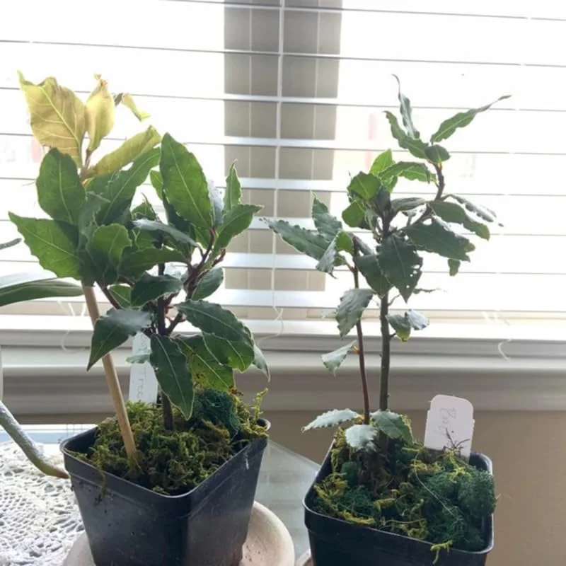 Set 2 Laurus Nobilis Leaf Plants, Laurus Nobilis Plants, Laurus Nobilis Bay Leaf Tree, Bayleaf Plant, Bay Leaf Plant, Bay Leaf Tree Live Plant from 4 Inc In Tall