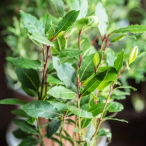 Set 2 Laurus Nobilis Leaf Plants, Laurus Nobilis Plants, Laurus Nobilis Bay Leaf Tree, Bayleaf Plant, Bay Leaf Plant, Bay Leaf Tree Live Plant from 4 Inc In Tall